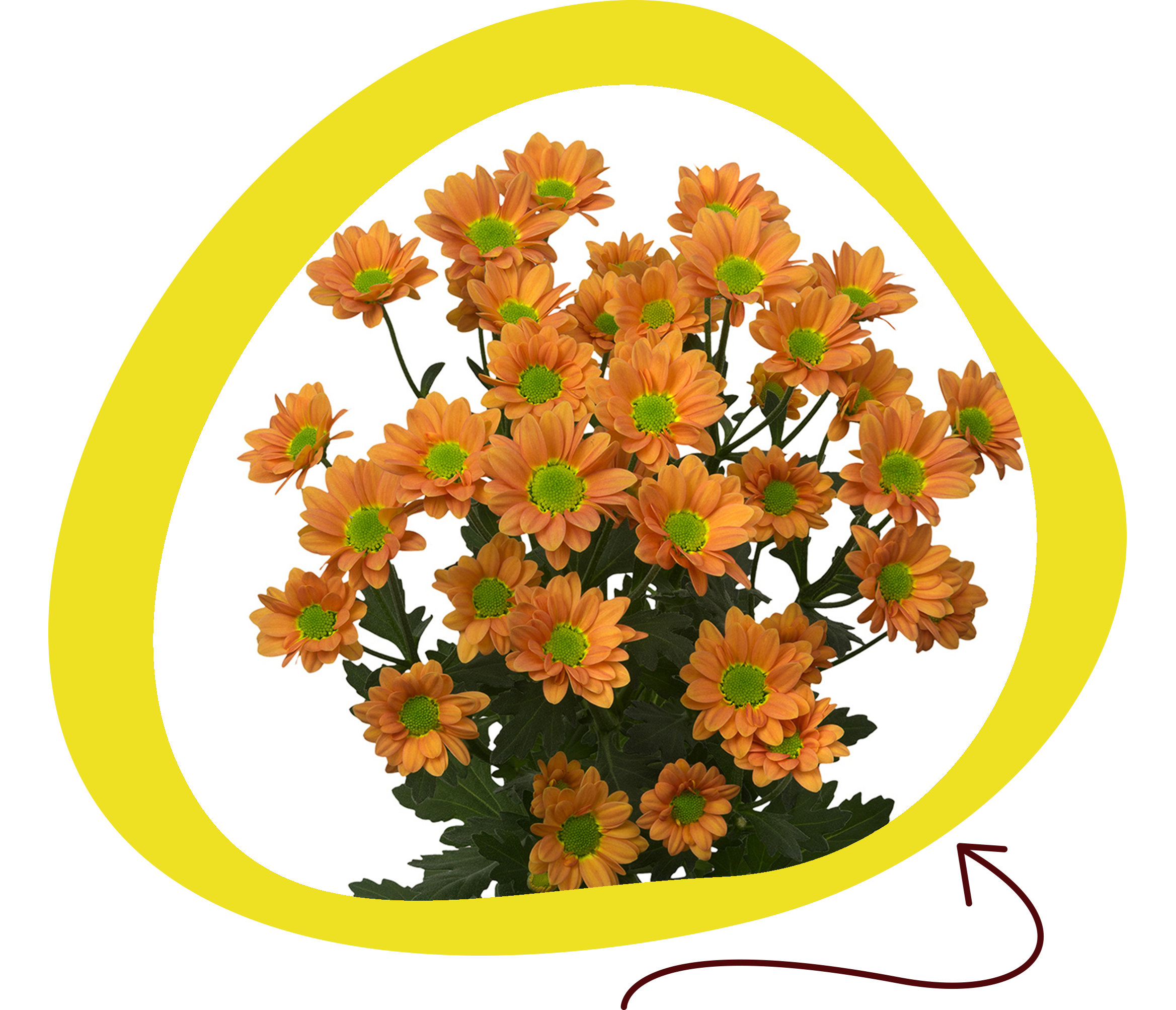 madiba-daisy-orange.png