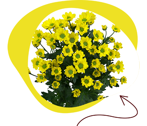 madiba-daisy-yellow.png
